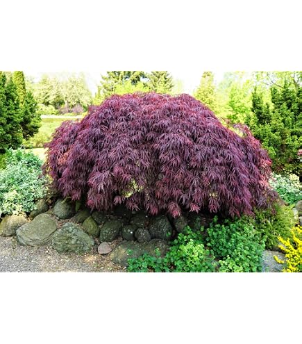 Amazon.com : 10 Japanese Maple Tree Ornamental Acer Palmatum Red